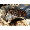 Ostracion meleagris