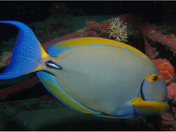 Acanthurus dussumieri