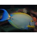 Acanthurus dussumieri