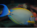 Acanthurus dussumieri