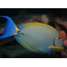 Acanthurus dussumieri