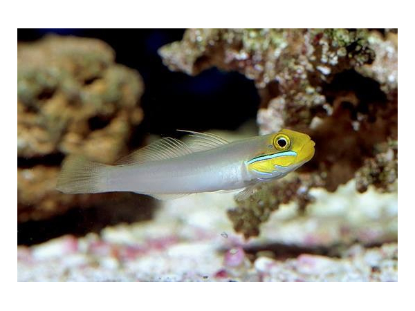 Valenciennea strigata