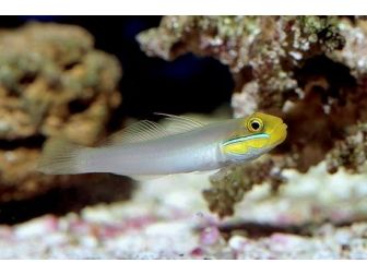 Valenciennea strigata