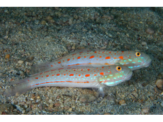 Valenciennea puellaris