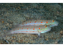 Valenciennea puellaris
