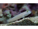 Valenciennea sexguttata