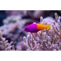 Pictichromis paccagnellae (ex : Pseudochromis paccagnellae) 