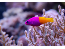 Pictichromis paccagnellae (ex : Pseudochromis paccagnellae) 