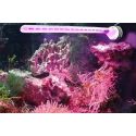 LED ECO CHIC REFUGIUM 9w TUNZE 8831