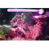 LED ECO CHIC REFUGIUM 9w TUNZE 8831