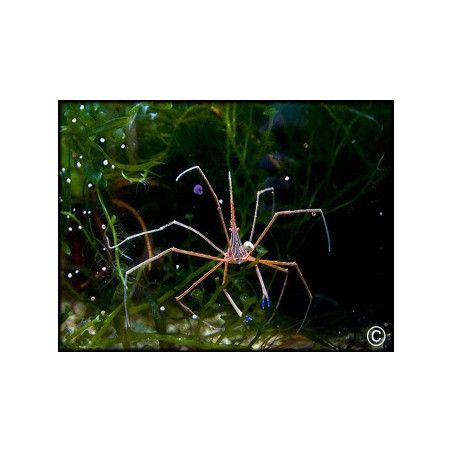 Stenorhynchus seticornis CARAIBES