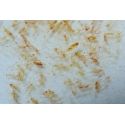 Ocean Plankton (Calanus) 250ml  250 ml Fauna Marin