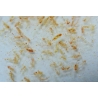 Ocean Plankton (Calanus) 250ml  250 ml Fauna Marin