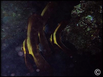 Platax pinnatus