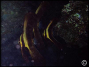 Platax pinnatus