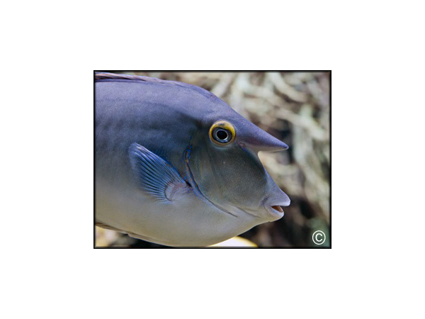 Naso unicornis