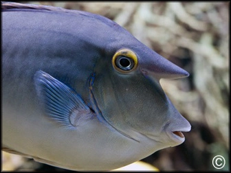 Naso unicornis