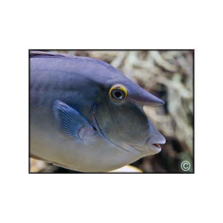 Naso unicornis