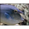 Naso unicornis