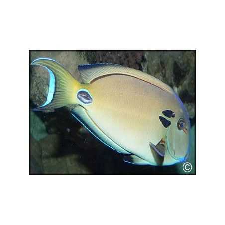 Acanthurus tennenti