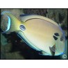 Acanthurus tennenti