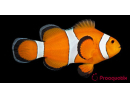 Amphiprion ocellaris - Sm Elevage USA PROAQUATIX