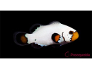 Amphiprion Sp Flurry Elevage USA PROAQUATIX