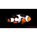 Amphiprion Onyx Picasso SM Elevage USA PROAQUATIX