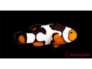 Amphiprion Onyx Picasso SM Elevage USA PROAQUATIX