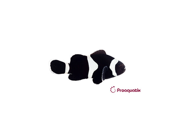 Amphiprion Black Ocellaris SM Elevage USA PROAQUATIX