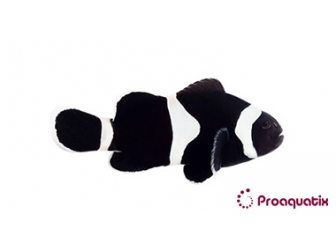 Amphiprion Black Ocellaris SM Elevage USA PROAQUATIX