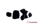 Amphiprion Black Ocellaris SM Elevage USA PROAQUATIX
