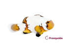 Amphiprion Prem. Snowflake Elevage USA PROAQUATIX