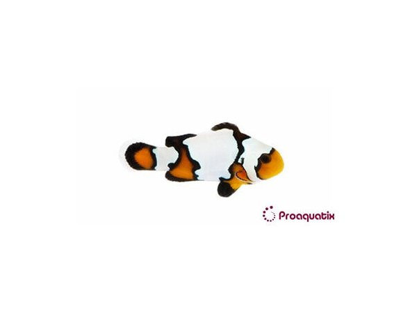 Amphiprion Black Ice Elevage USA PROAQUATIX