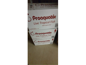 Amphiprion Onyx Picasso SM Elevage USA PROAQUATIX