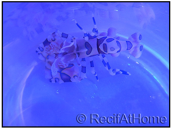 Hymenocera elegans(picta) TAILLE M Harlequin shrimp