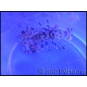 Hymenocera elegans(picta) TAILLE M Harlequin shrimp