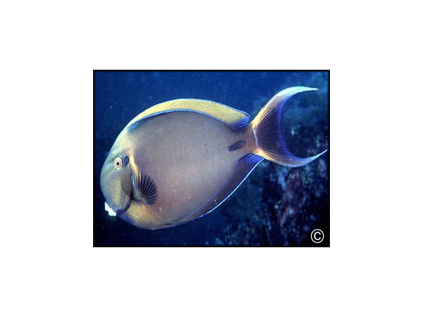 Acanthurus bariene