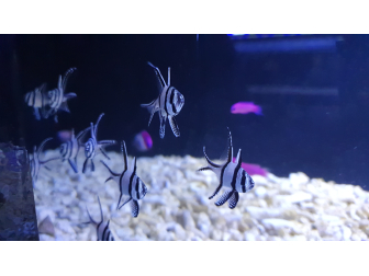 Pterapogon kauderni Elevage