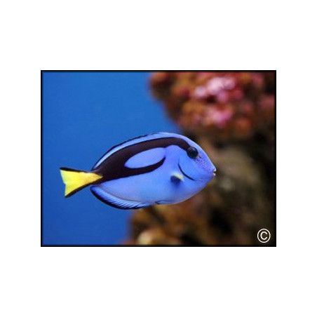 Paracanthurus hepatus