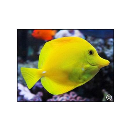 Zebrasoma flavescens