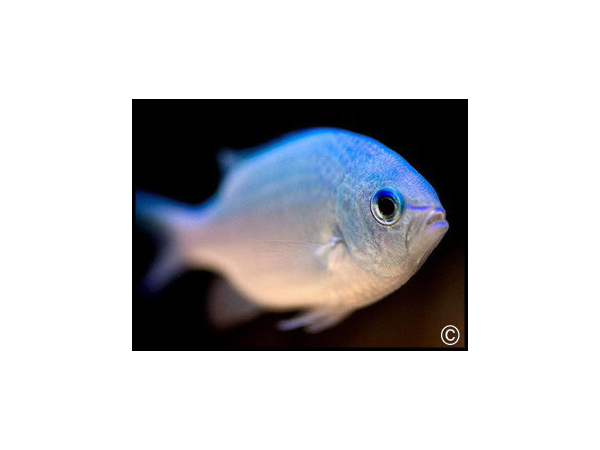Chromis viridis