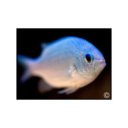 Chromis viridis