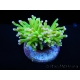 Euphyllia glabrescens toxic green pointe rose