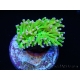 Euphyllia glabrescens toxic green pointe rose