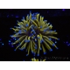 WYSIWYG Euphyllia glabrescens 24K Gold/Blue Tips (Mariculture acclimaté sous LED) 8A1