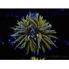 WYSIWYG Euphyllia glabrescens 24K Gold/Blue Tips (Mariculture acclimaté sous LED) 8A1
