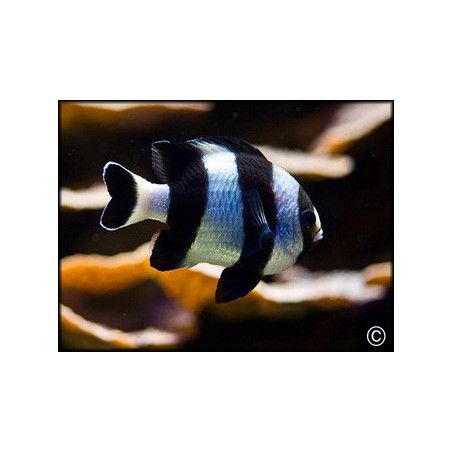 Dascyllus melanurus