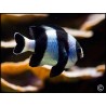 Dascyllus melanurus
