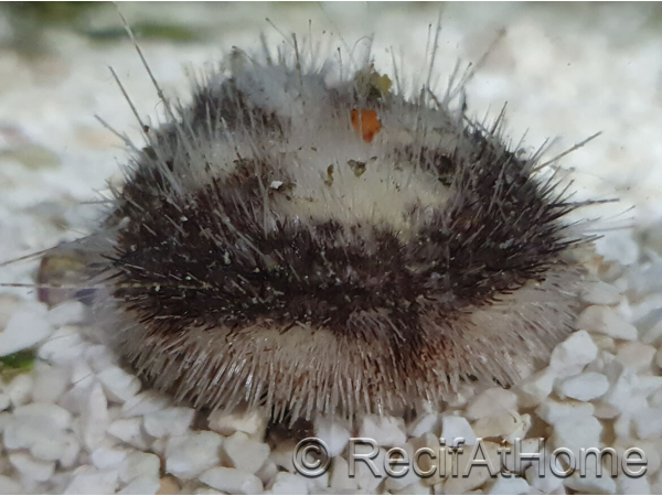 Metalia sternalis oursin des sables